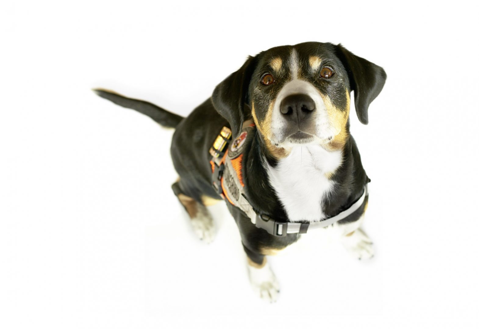 Hund
